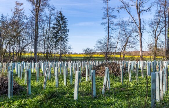 Reforestation project.