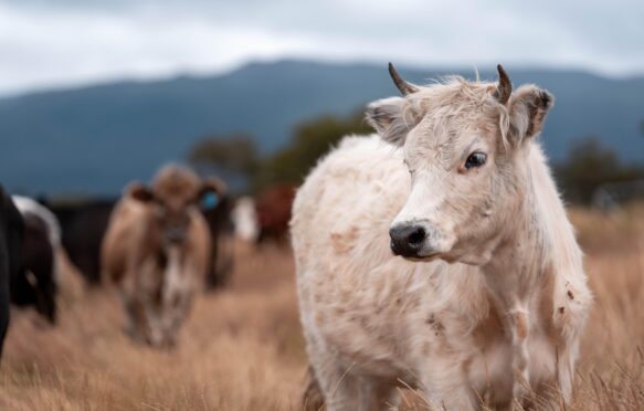 A cow on a free range farm in Australia in January 2025. Credit: William Edge