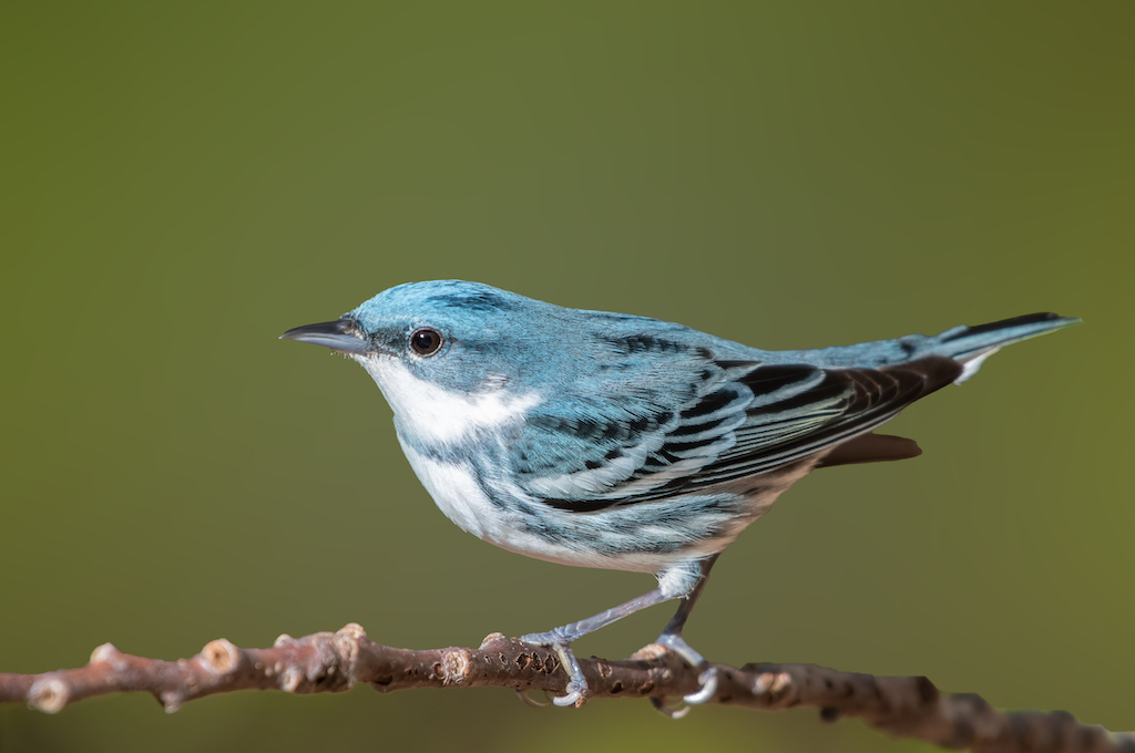 Cerulean warbler, a migratory songbird, perched on a branch. Credit: Cerulean Warbler by Justin Lawson; Cornell Lab of Ornithology | Macaulay Library.