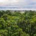 Aerial view of the Amazon rainforest, Ecuador.