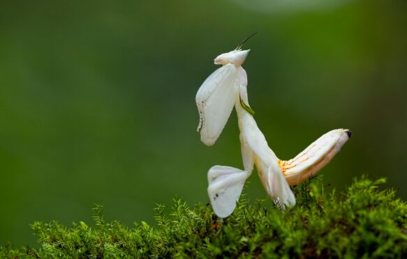 Orchid mantis.