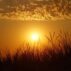 Sun setting over long grass.