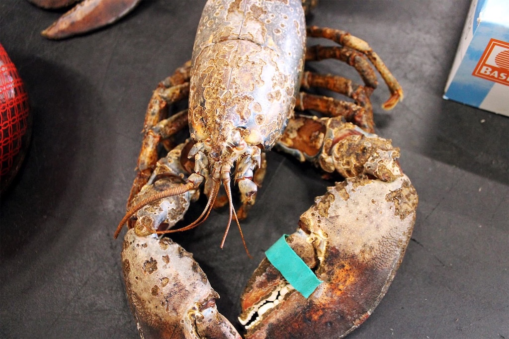 A deceased American lobster with epizootic shell disease at the University of Rhode Island.