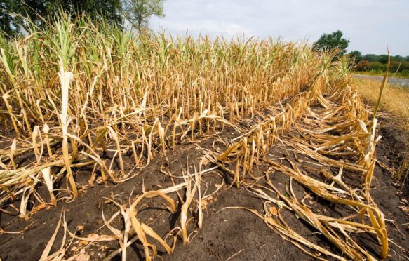 Dry and almost dead maize at the end of a very dry summer in the Netherlands. Credit: Robert Hoetink / Alamy Stock Photo. Image ID: PH9DB7